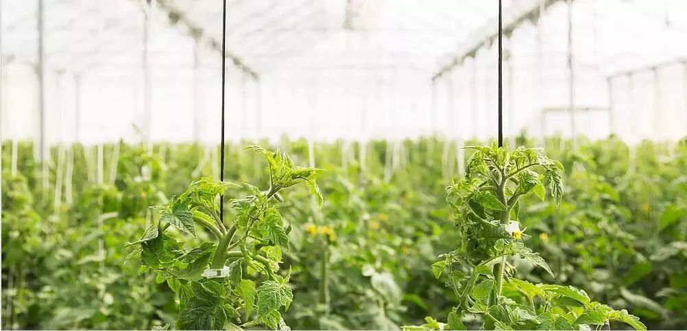 农业科技园风险分析与应对策略探讨,第1张